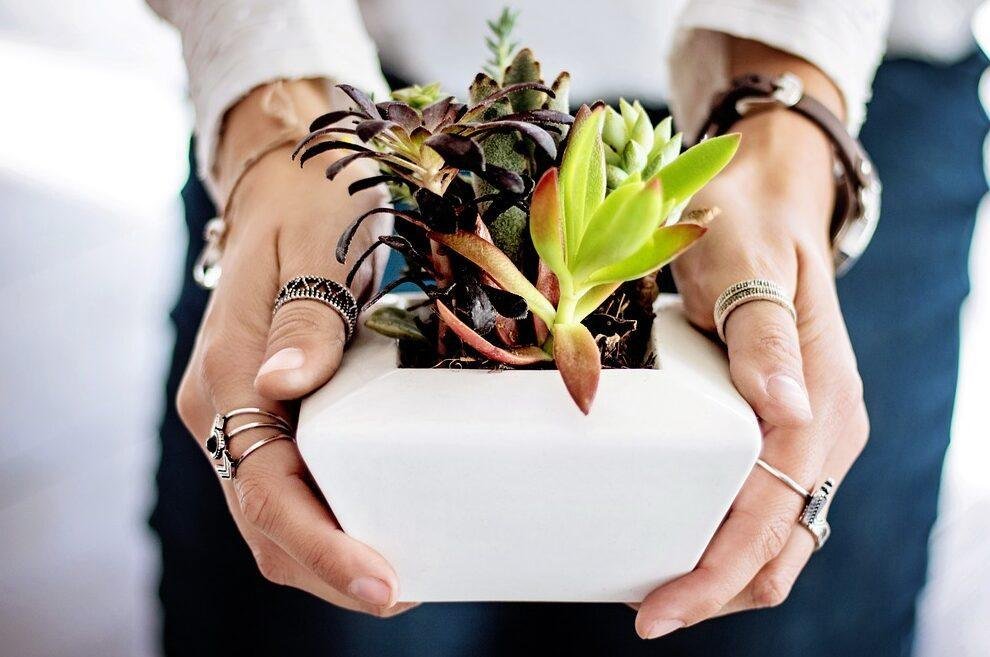 Piante da Interno Resistenti: Le 10 Migliori per Chi Non Ha il Pollice Verde