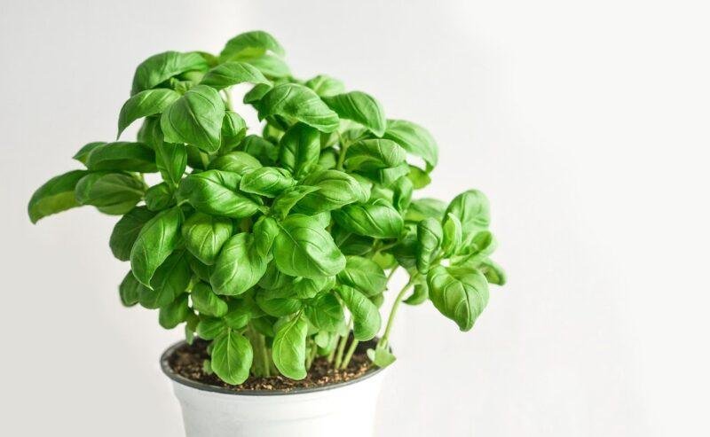 🌿 Come coltivare il basilico in casa