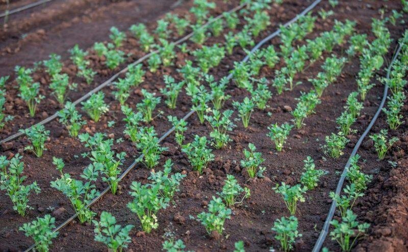  Guida Pratica all’Irrigazione Sostenibile