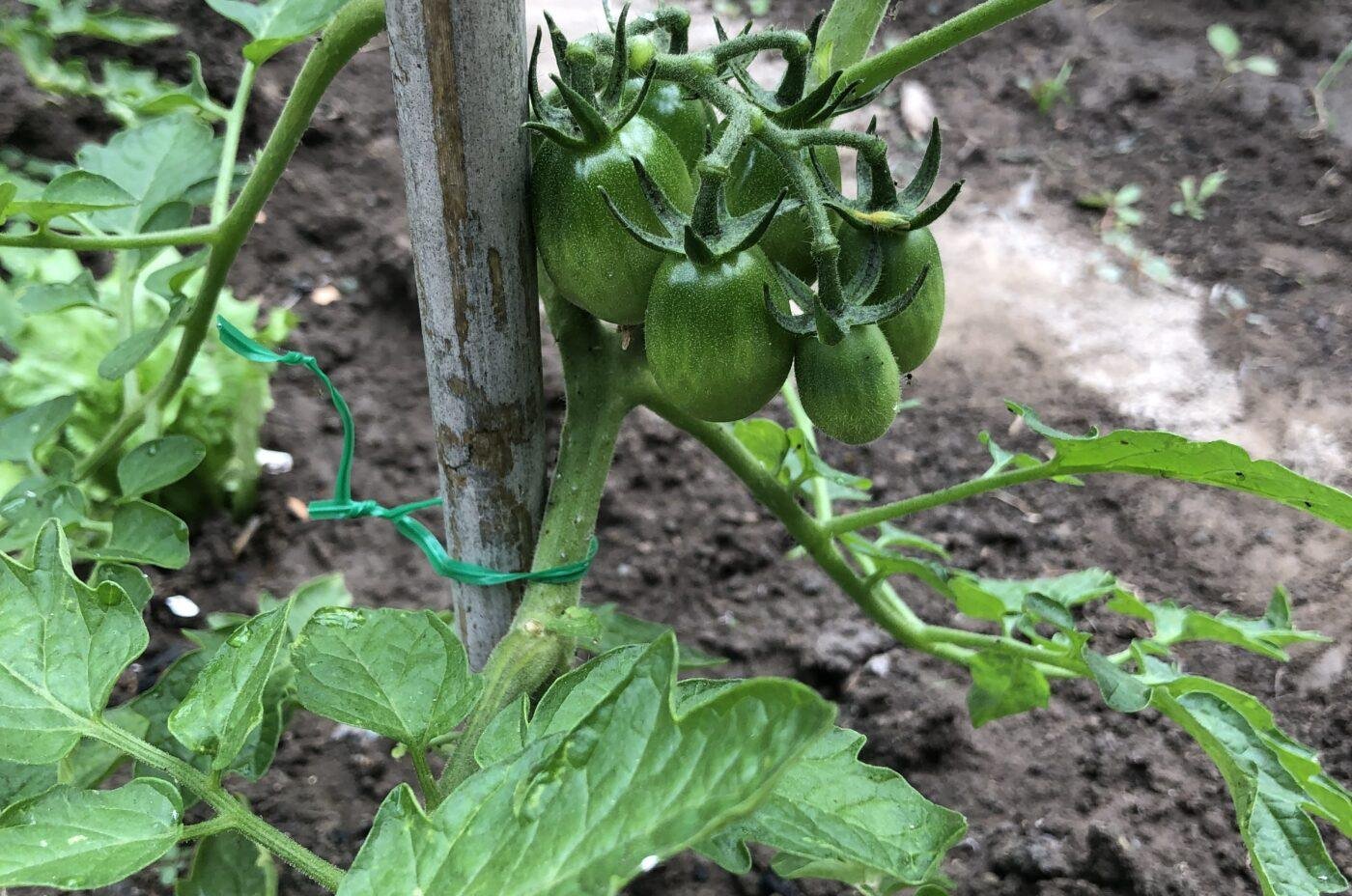 Orto Biologico a Terra: 