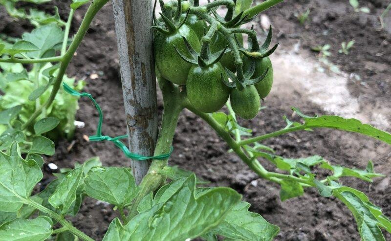 Orto Biologico a Terra: 