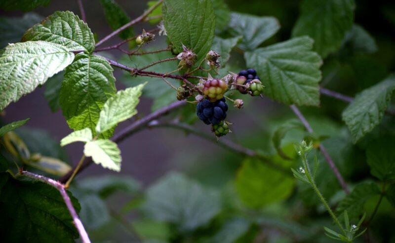 More e Lamponi in Vaso? 